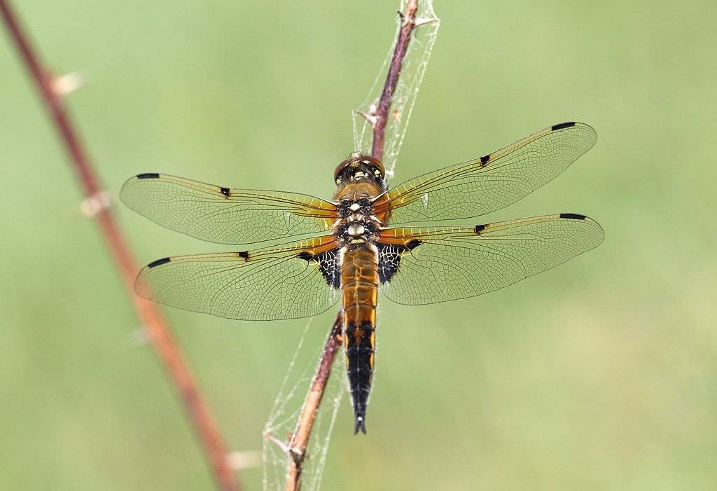 , Сергей Таланов