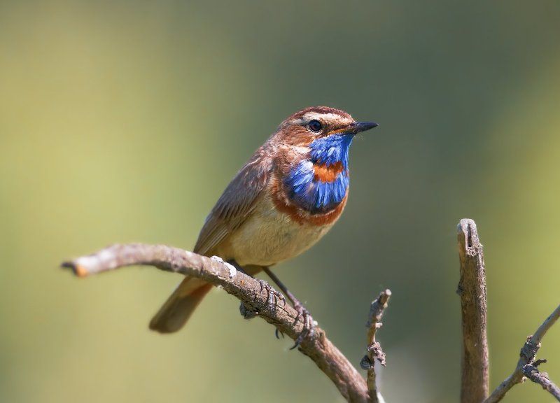 Luscinia svecica, Vogel, Варакушка, Птицы, Шведский соловей *** фото превью