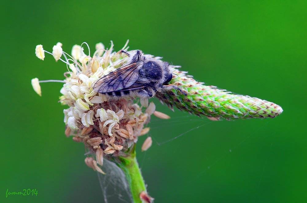 , Игорь ФУММ