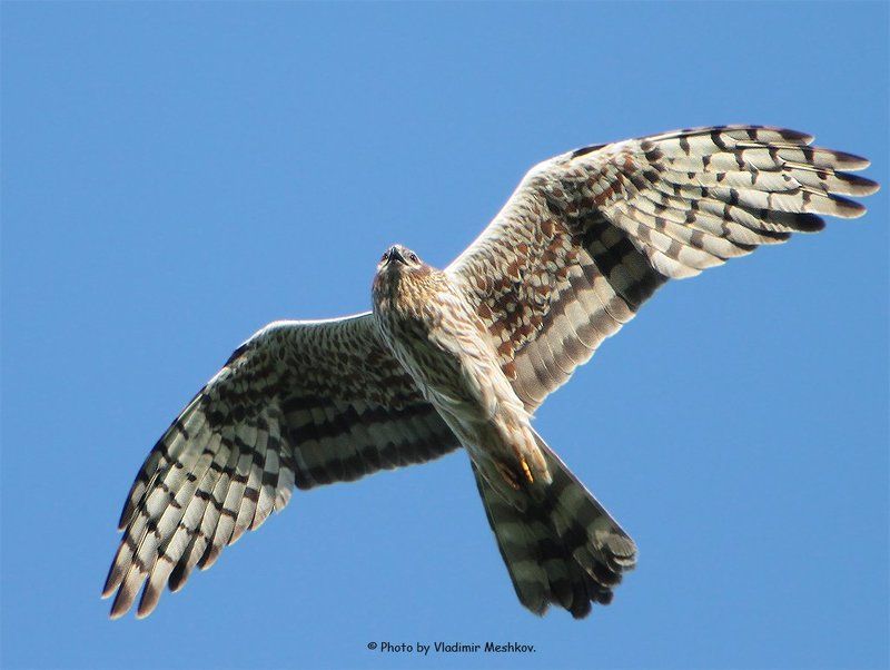 Meadow Harrier / Луговой Лунь / Circus Pygargus. фото превью