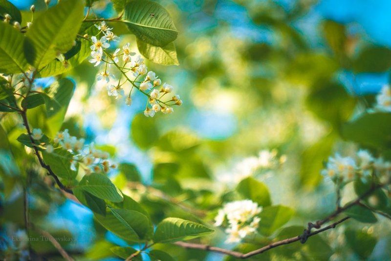 Песня Лучиэни фото превью