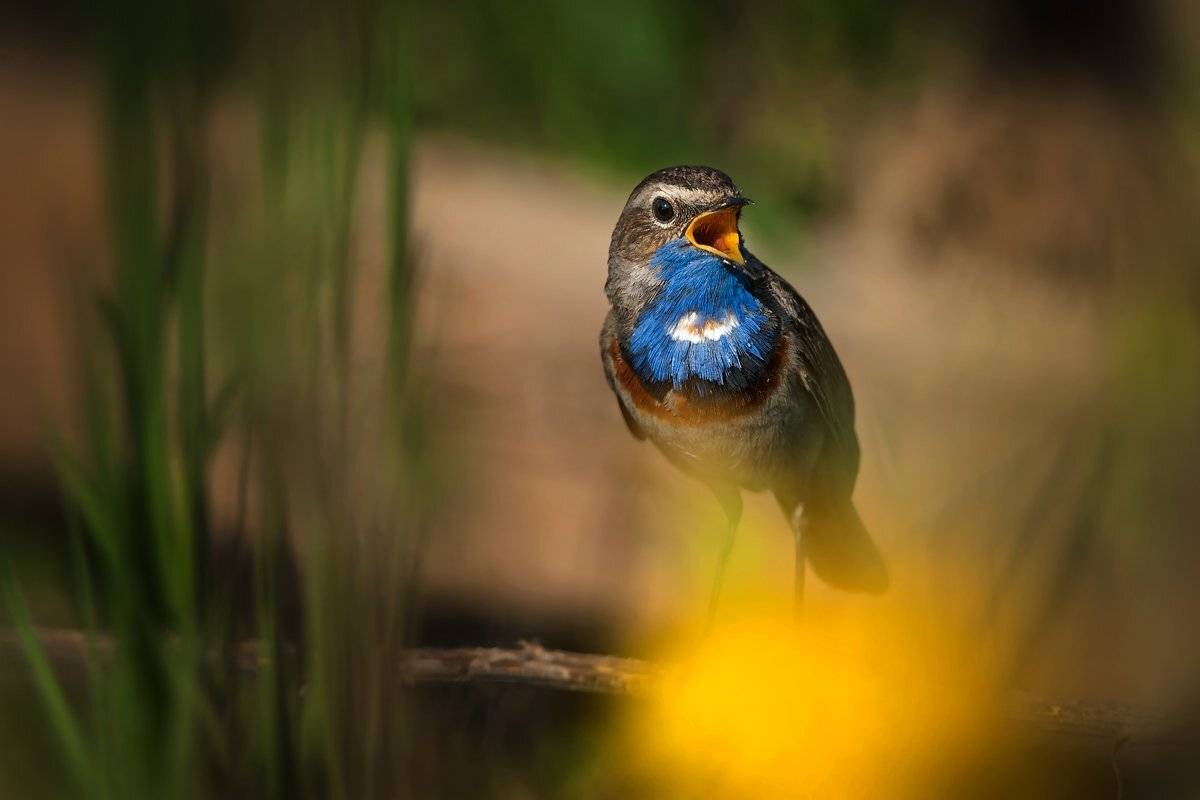 , Валерий Субачев