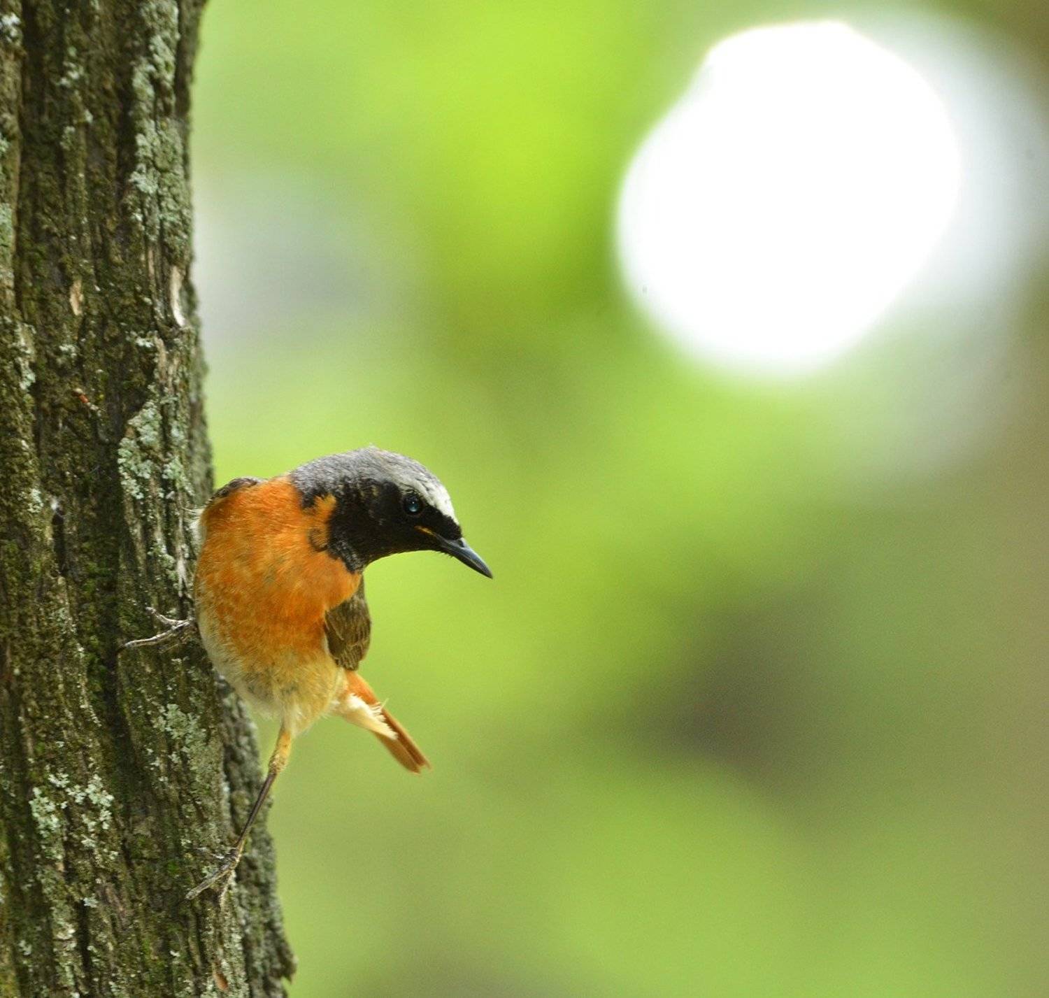 , Игорь Олейник