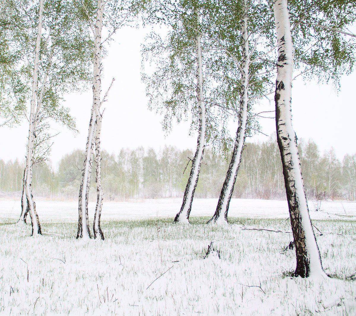 , Николай Морский