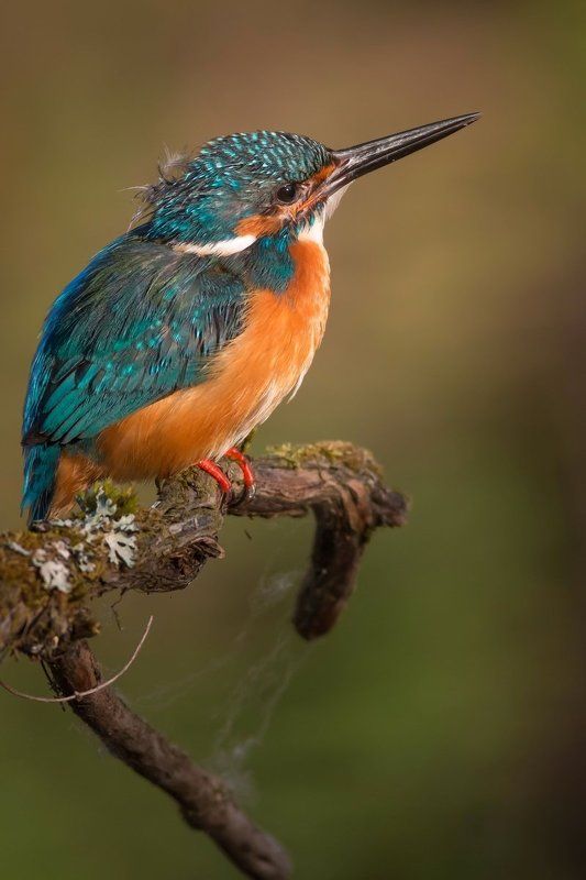 Зимородок Утренний моцион фото превью