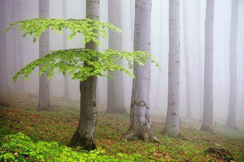 Spring Forest #3