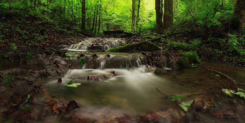Лесные ресурсы фото превью
