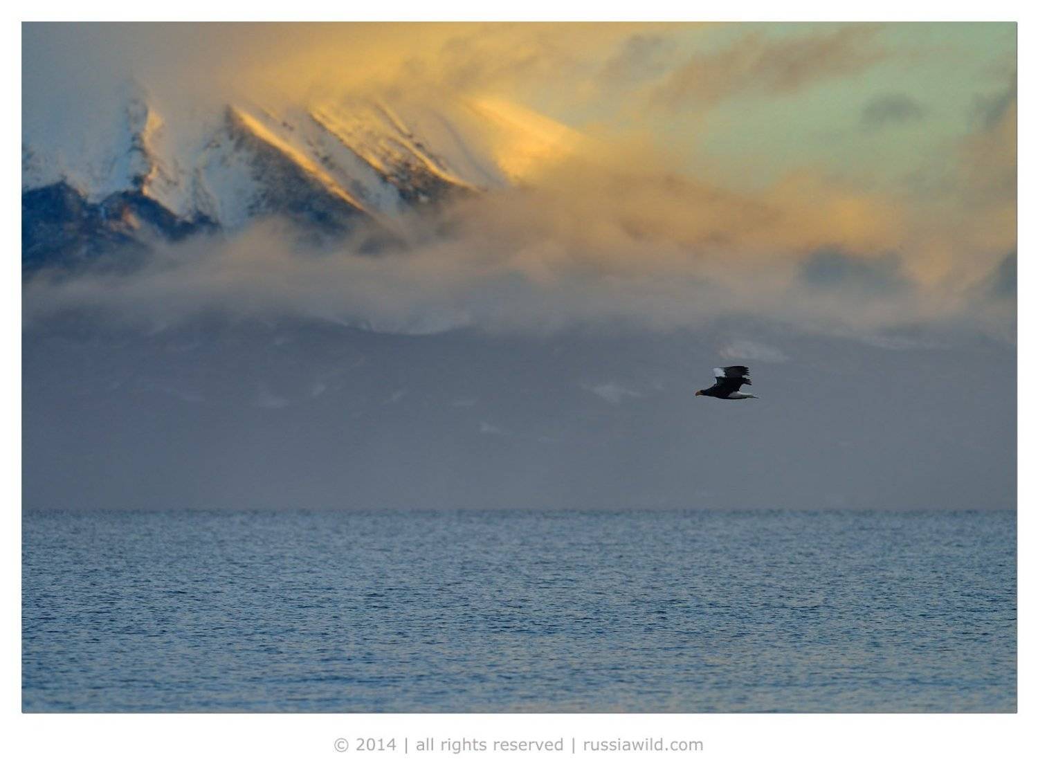 Белоплечий орлан, Дикая природа россии, Камчатка, Николай зиновьев, Птица, Николай Зиновьев