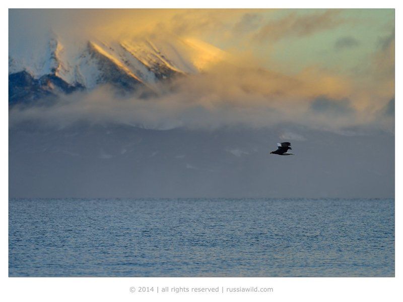 Белоплечий орлан, Дикая природа россии, Камчатка, Николай зиновьев, Птица Орлан летел домой фото превью