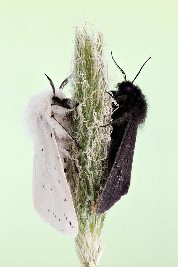 , Сергей Таланов