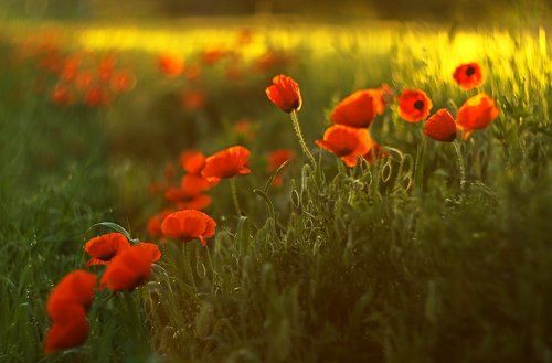 Poppies
