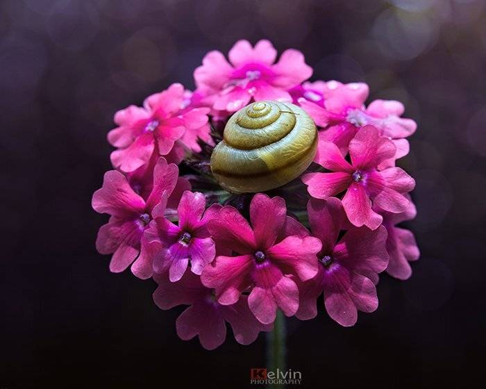 , Kelvin Huy