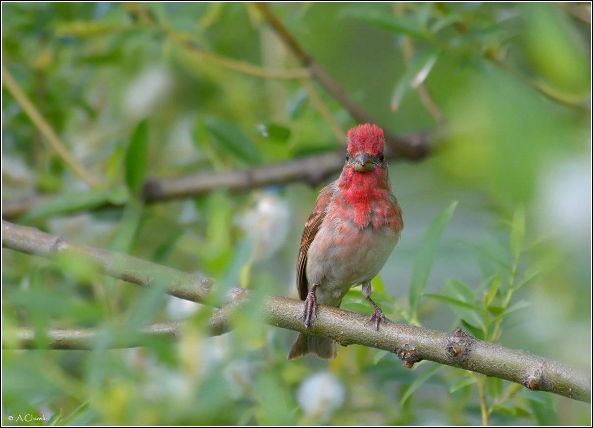 птица,чечевица,самец,причёска,ирокез, Александр Чувилин