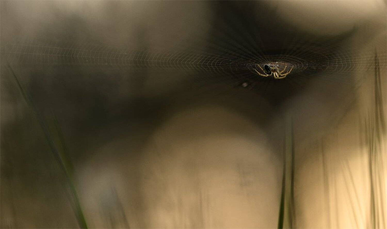 , Геннадий Мещеряков