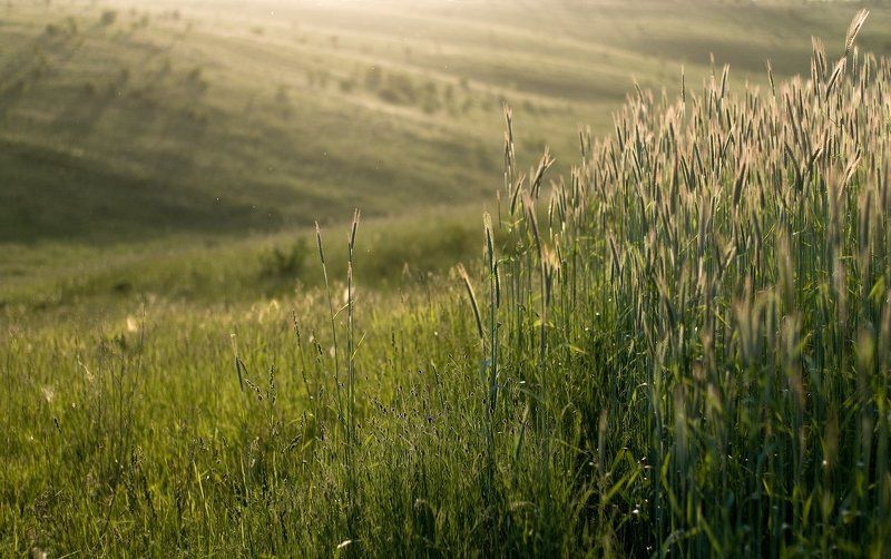 буде  хлиб...! фото превью