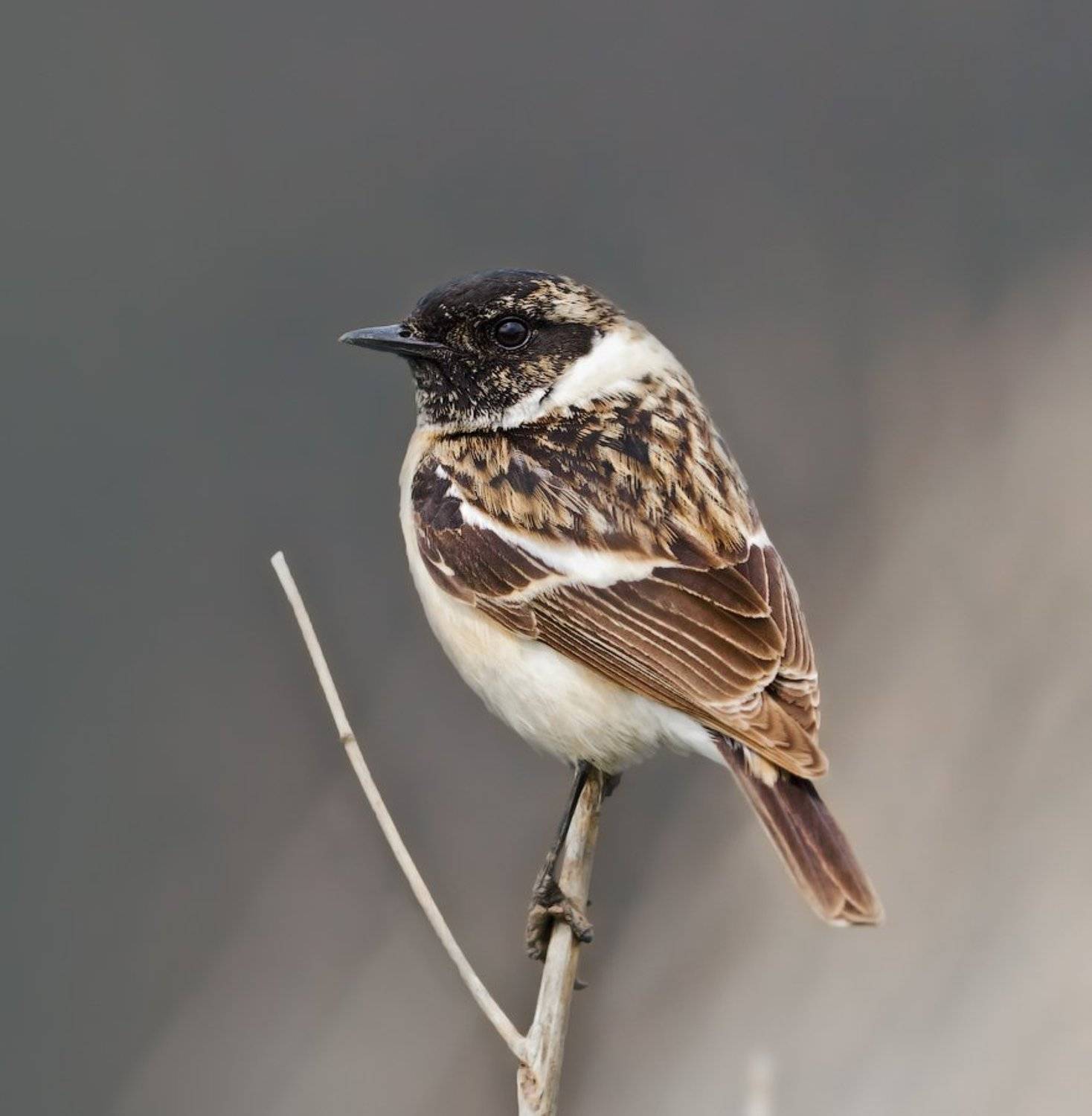 Saxicola rubetra, Птицы, Чекан, holod