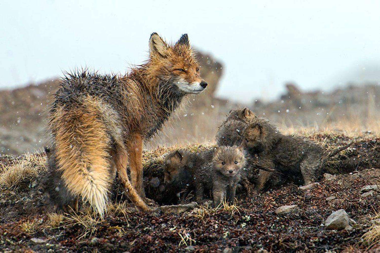 , Иван Кислов