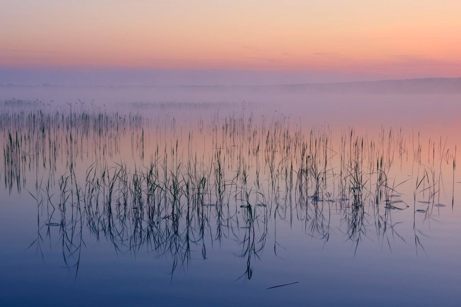 , Максим Евдокимов