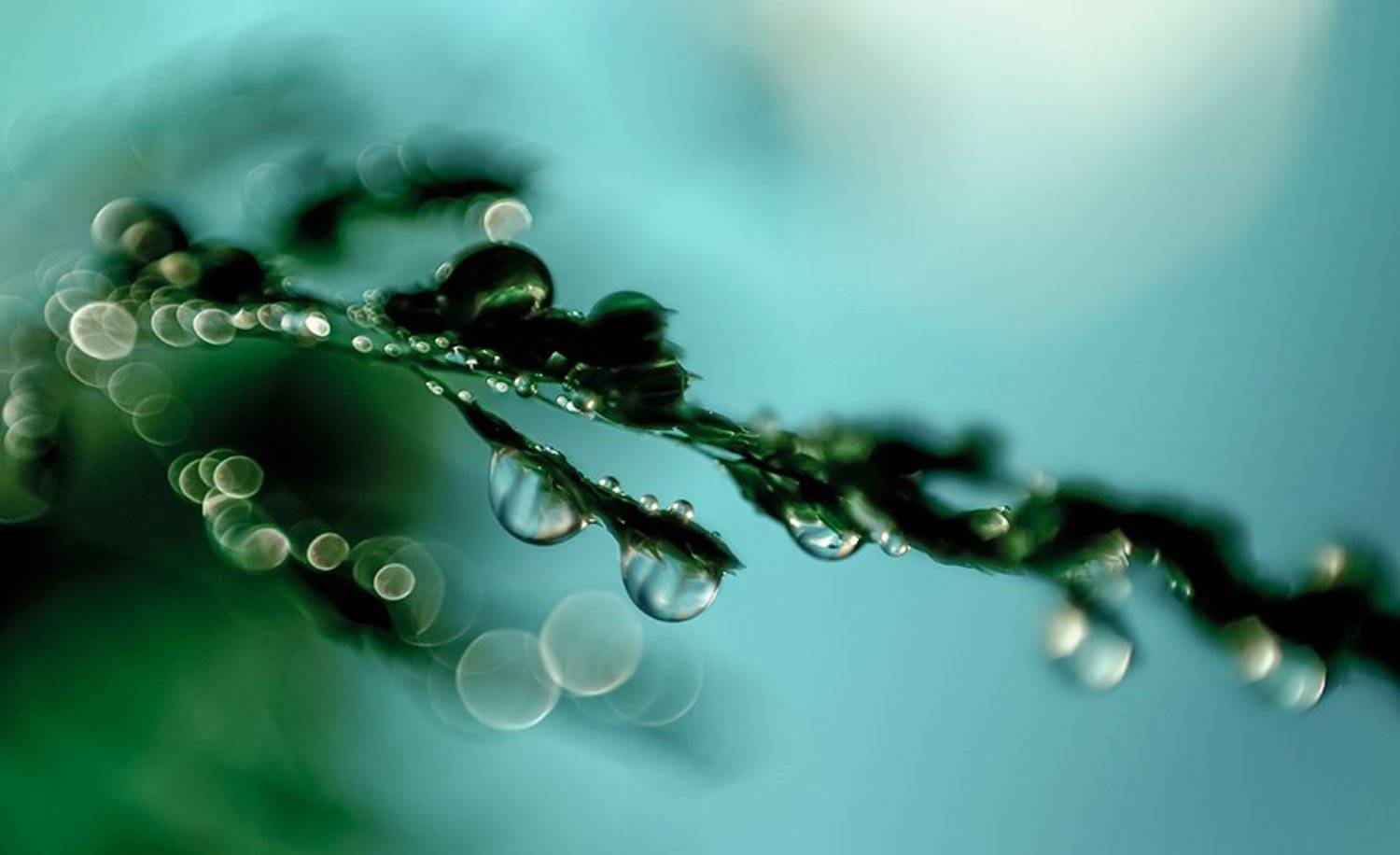 , Ивелина Благоева