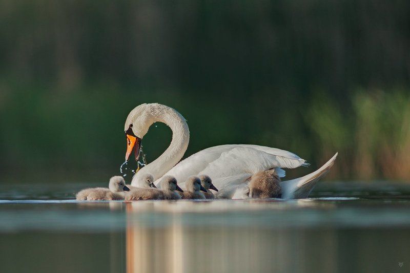 Mother фото превью