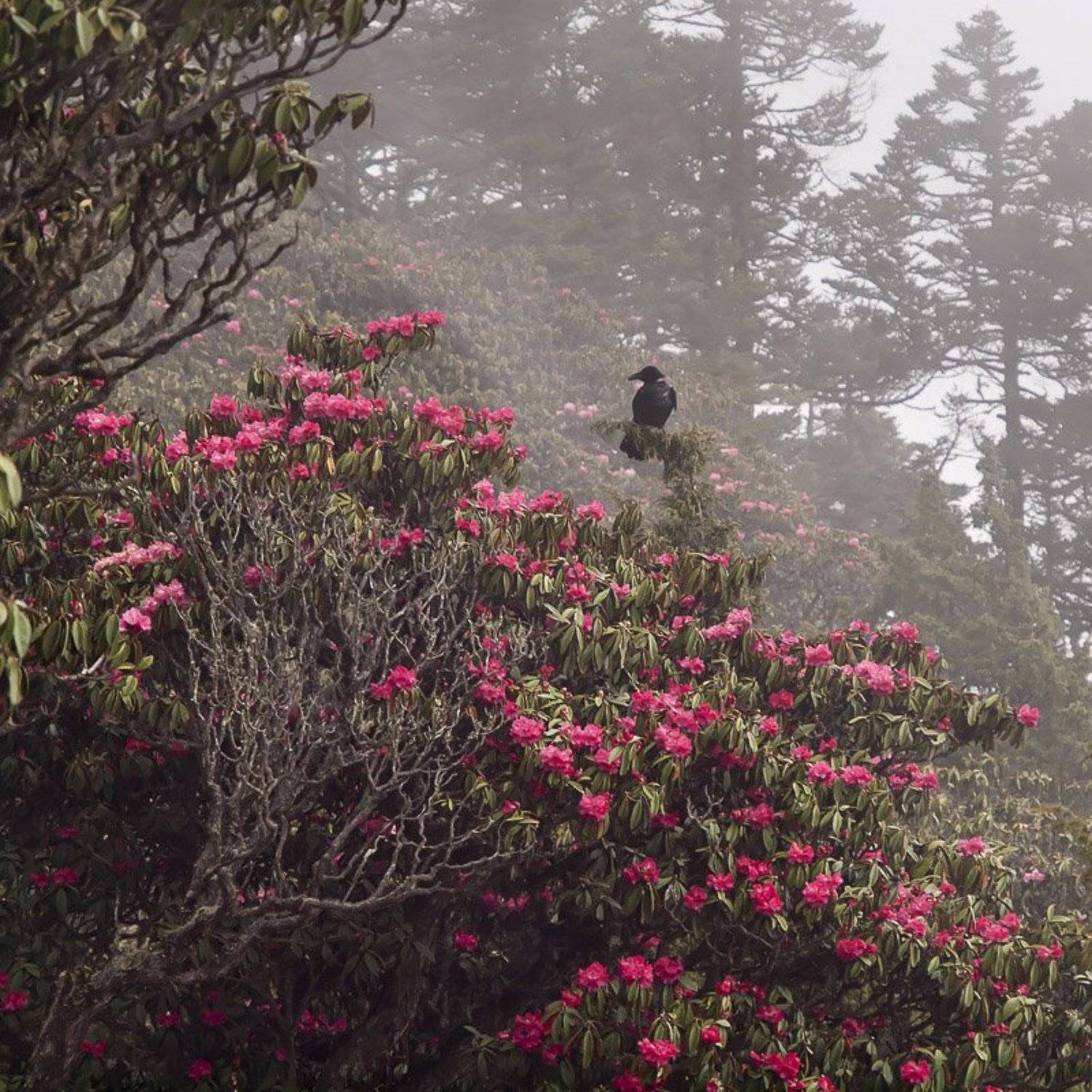 , Александр Ящук