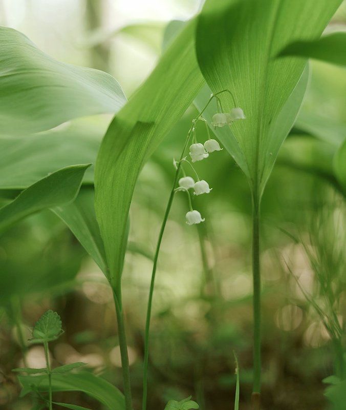 Ландыш, Ландыши Весеннее... фото превью