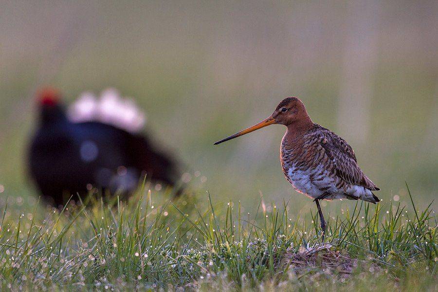 Веретенник, Сергей иванов, Тетерев, Сергей Иванов
