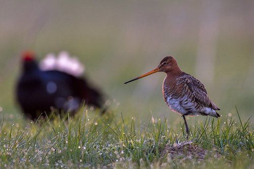 Скажите ,тетерев ! А у Вас ноги не мёрзнут ?