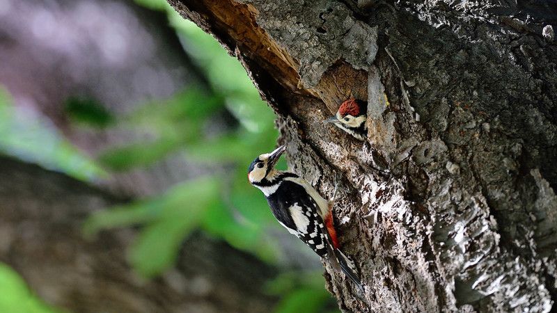 Dad and son фото превью