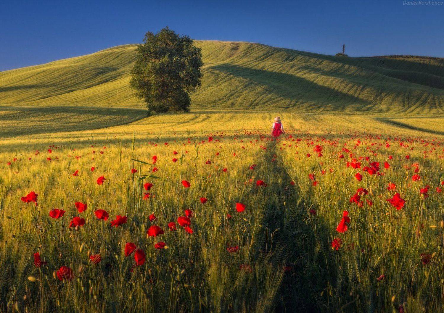 , Даниил Коржонов