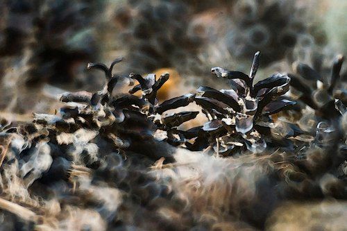 Pro прошлогодние шишки