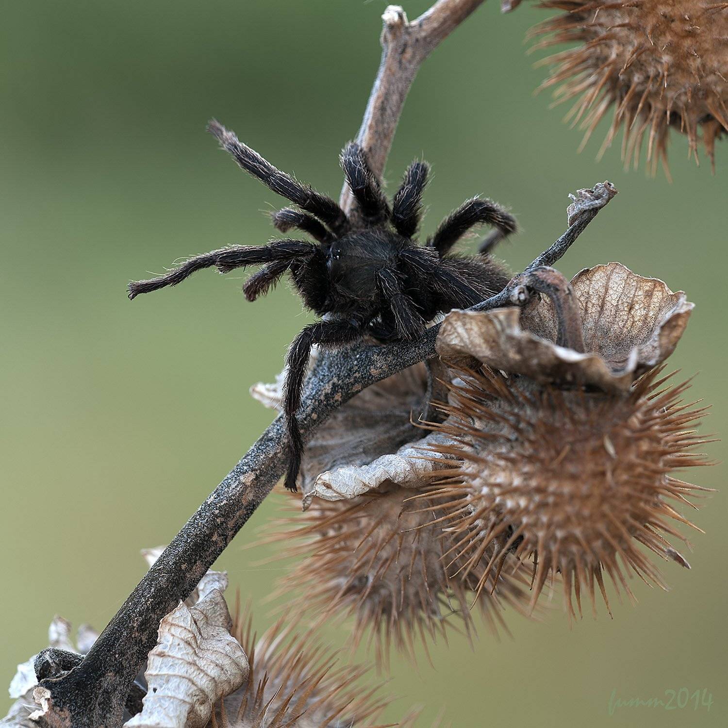 , Игорь ФУММ