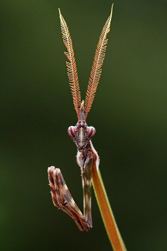 e.fasciata фото превью
