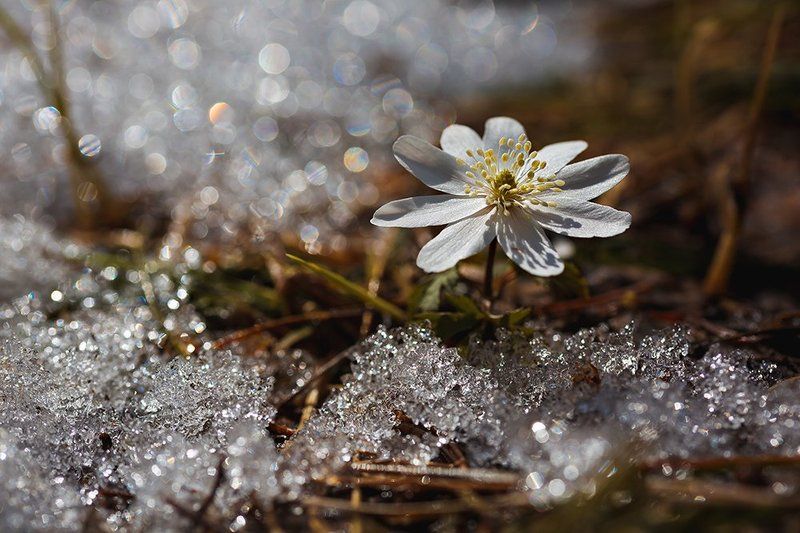 Вестник весны фото превью