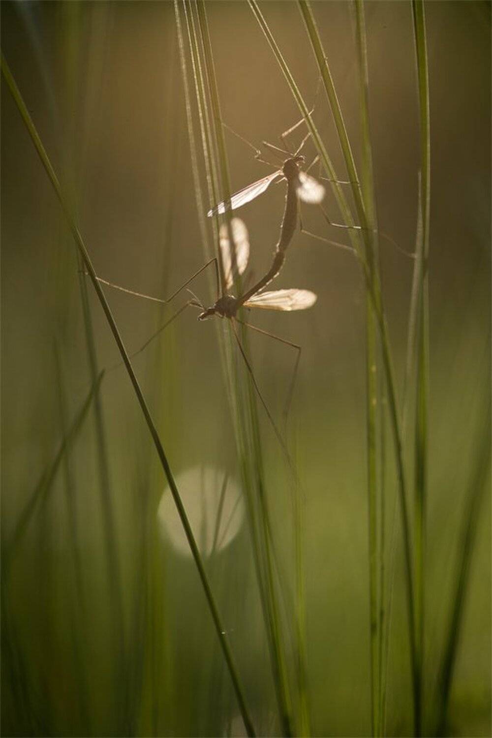, Геннадий Мещеряков