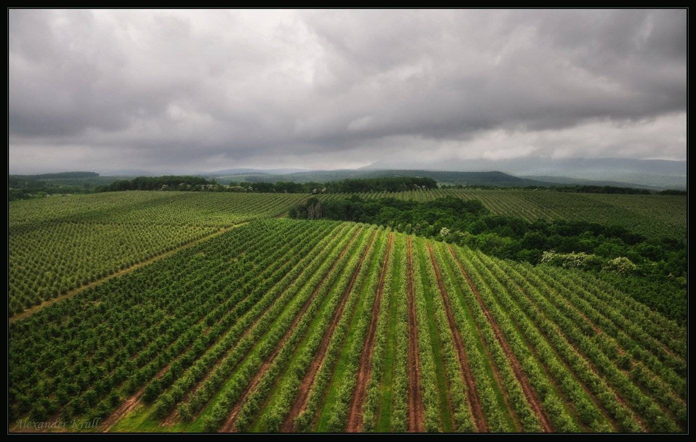 , Александр Круль