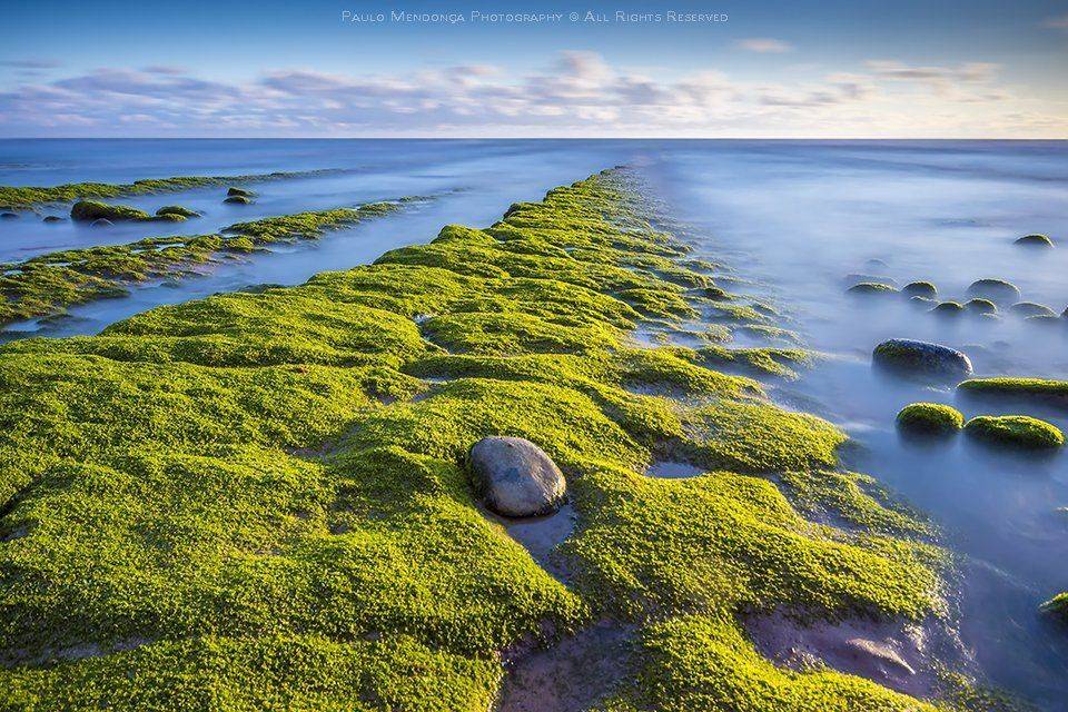 , Paulo Mendon&ccedil;a