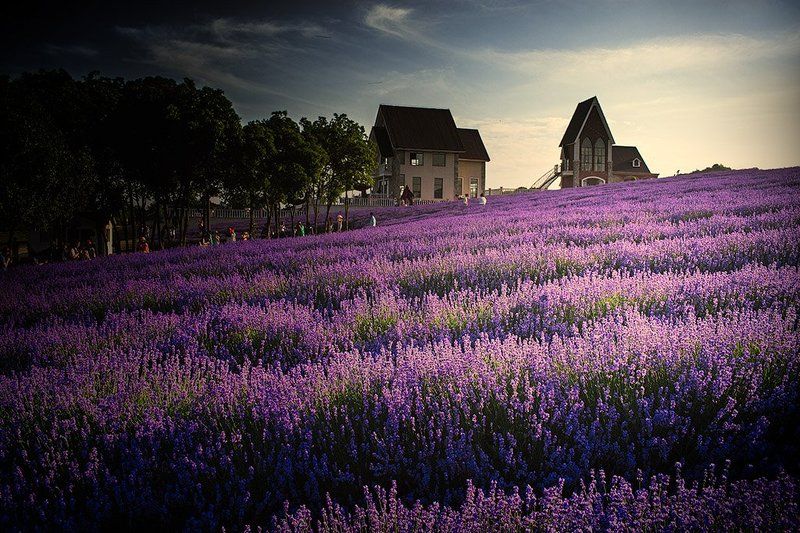 雪浪山薰衣草 фото превью