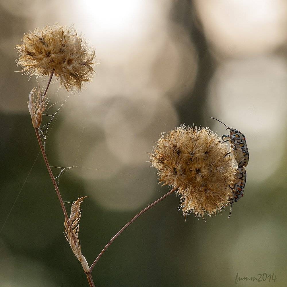 , Игорь ФУММ