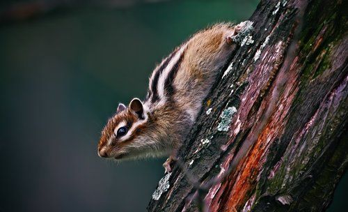 Лучший способ маскировки- зззамереть