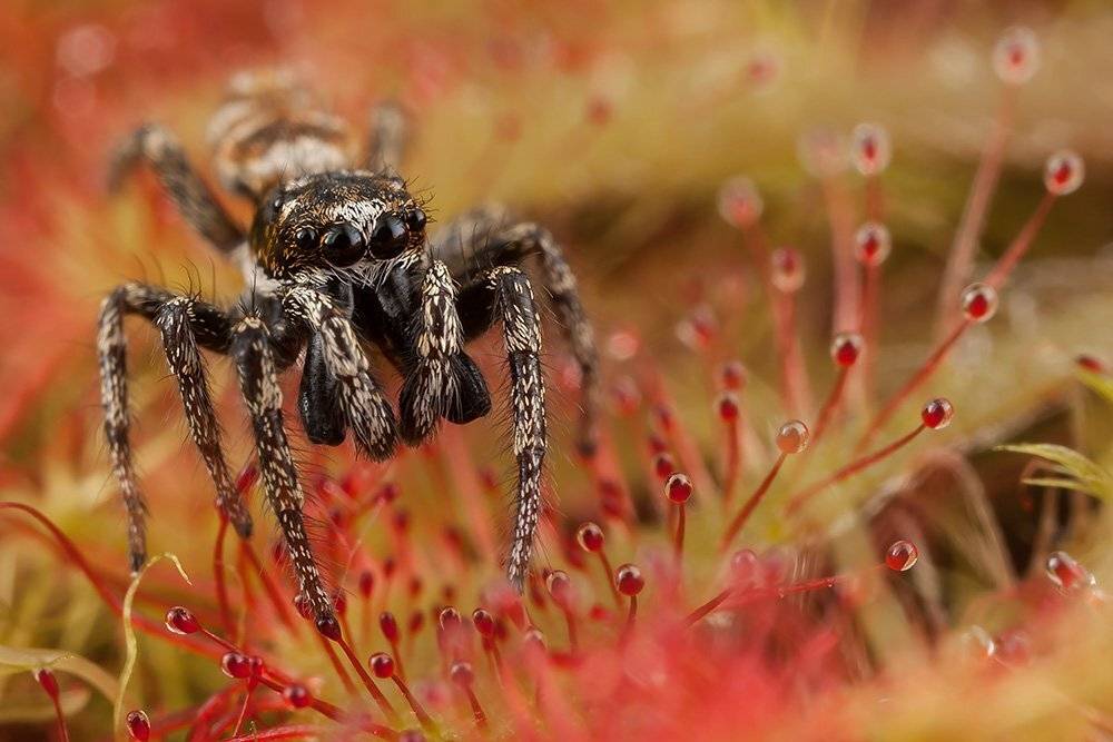 Скакун, Linas T