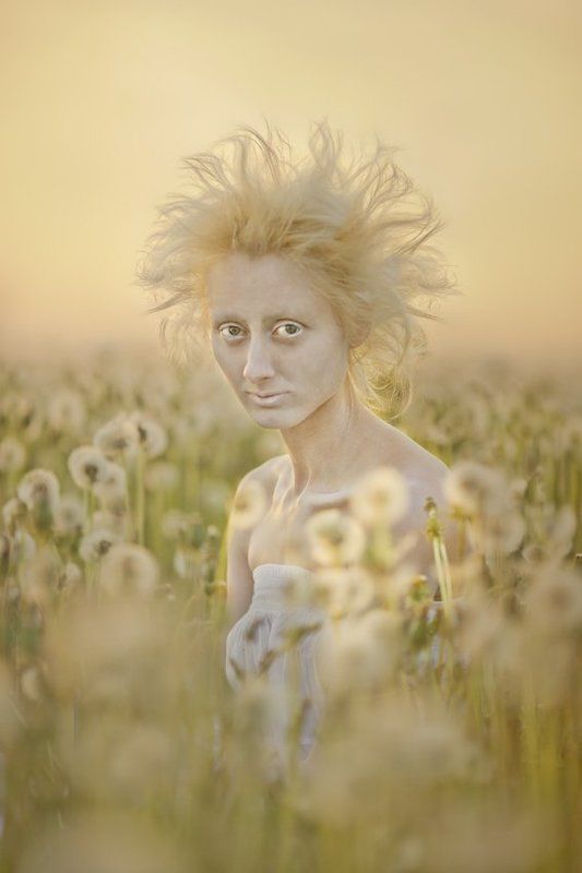 Одуванчики фото превью