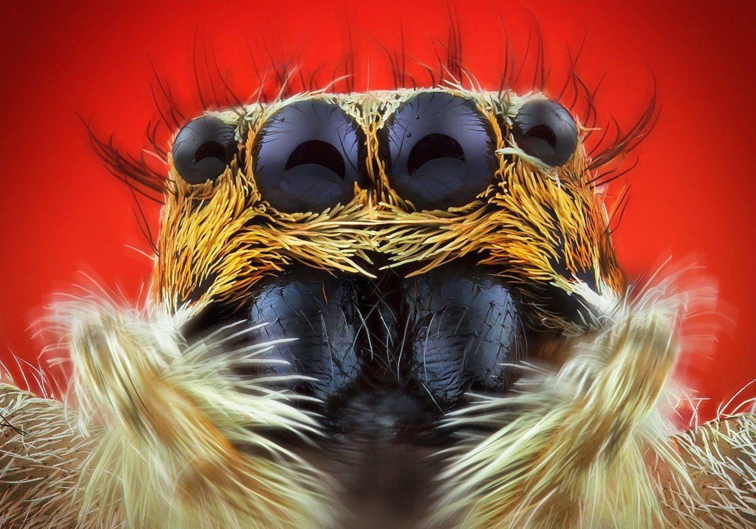 , Василий Меньшов