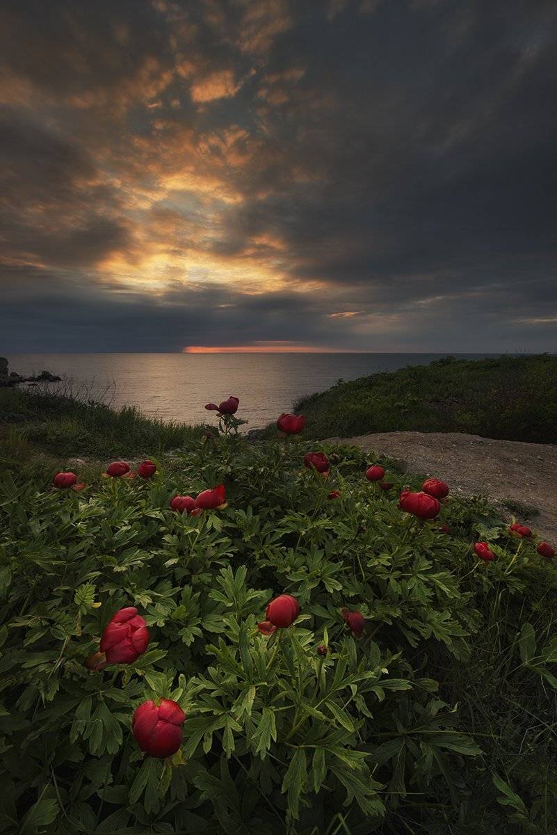 Болгария, Море, Пионы, Рассвет, Красимир Матаров