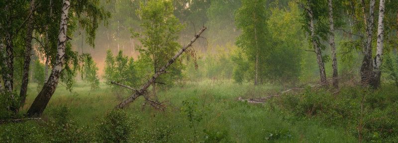 березки, лес, весна, роса Утро с тонким ароматом весны фото превью