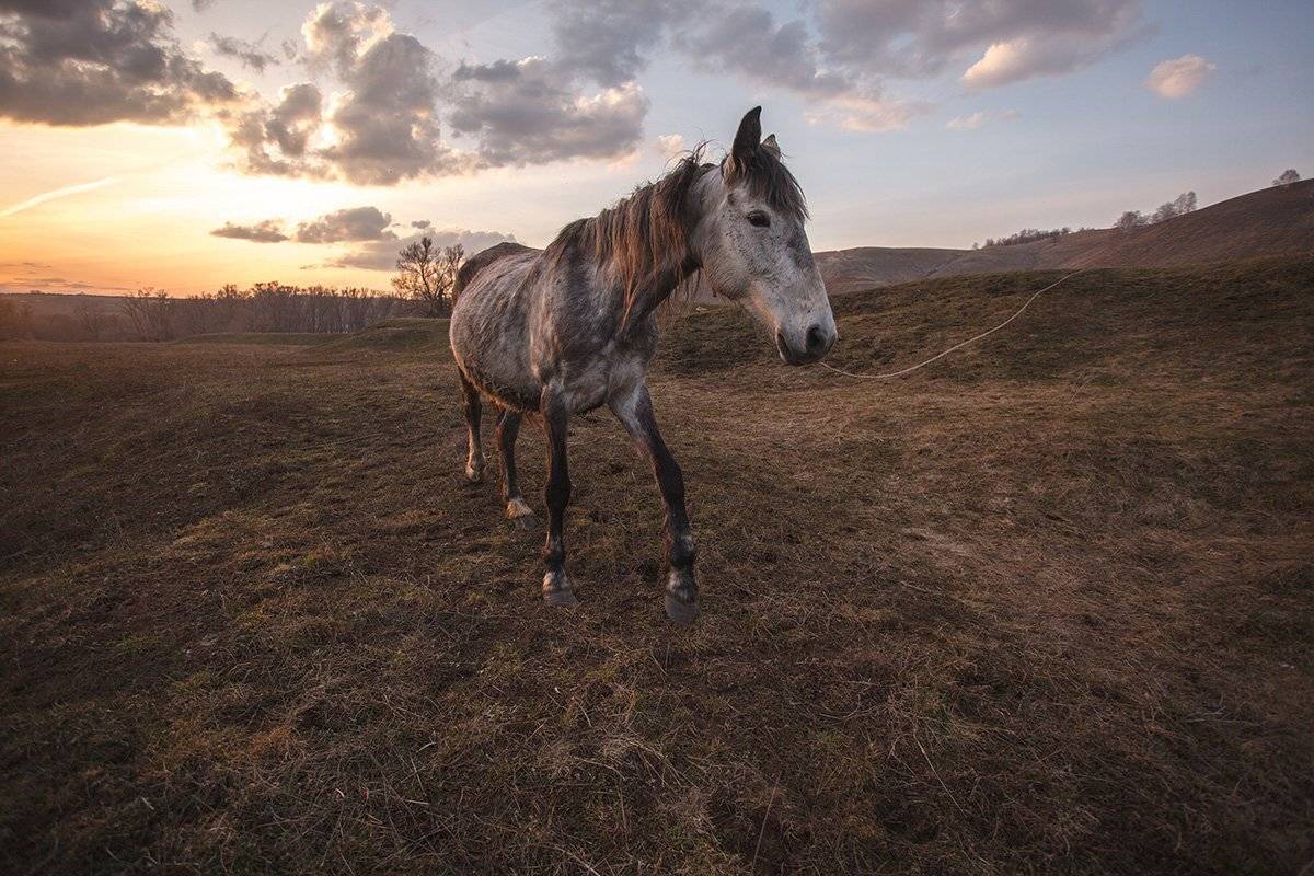 , Максим Филипов