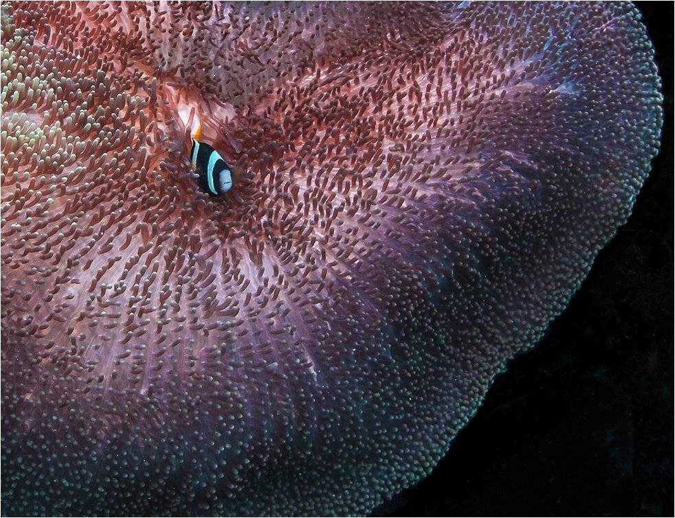амфиприон, анемон, филиппины, Сергей Гаспарян