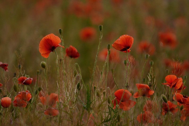Маки, Цветы Ненька мати, Україна. фото превью