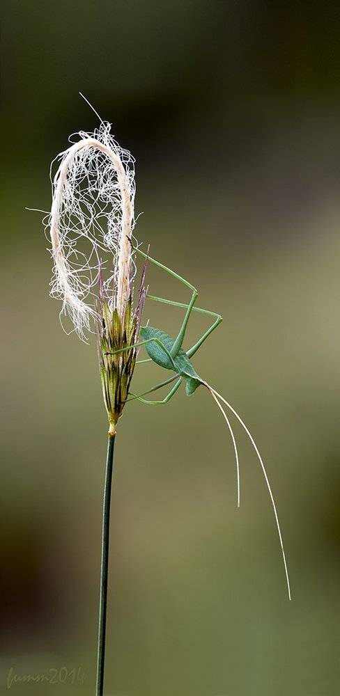 , Игорь ФУММ