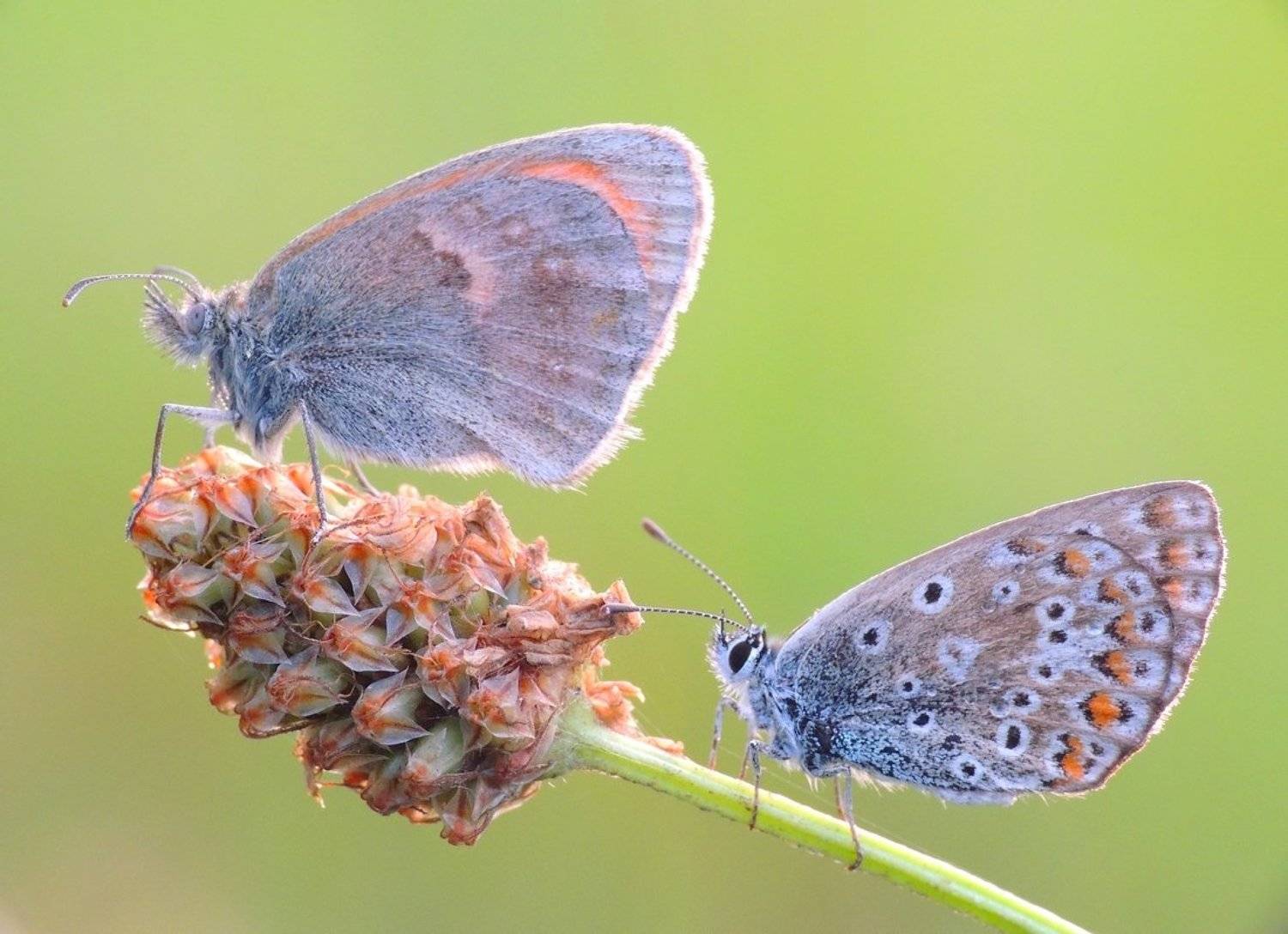 , Zbyszek  Walkiewicz